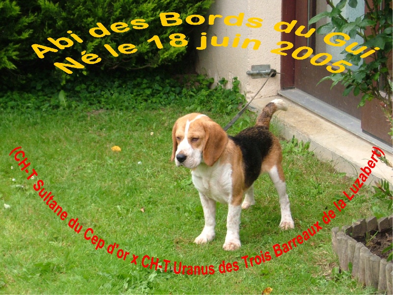 CH. Abi Des bords du gui