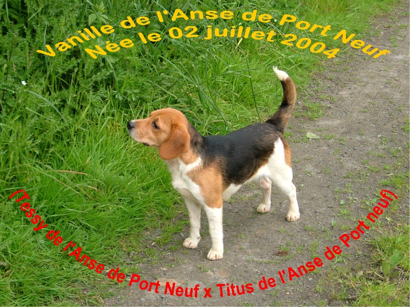 Vanille de l'anse de port-neuf