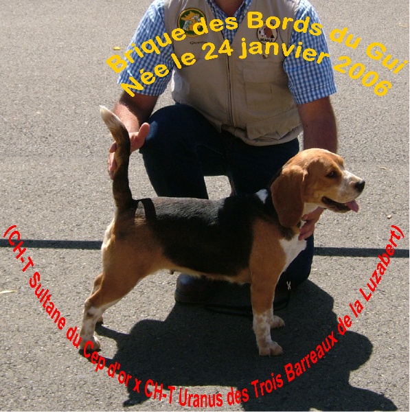 Brique Des bords du gui