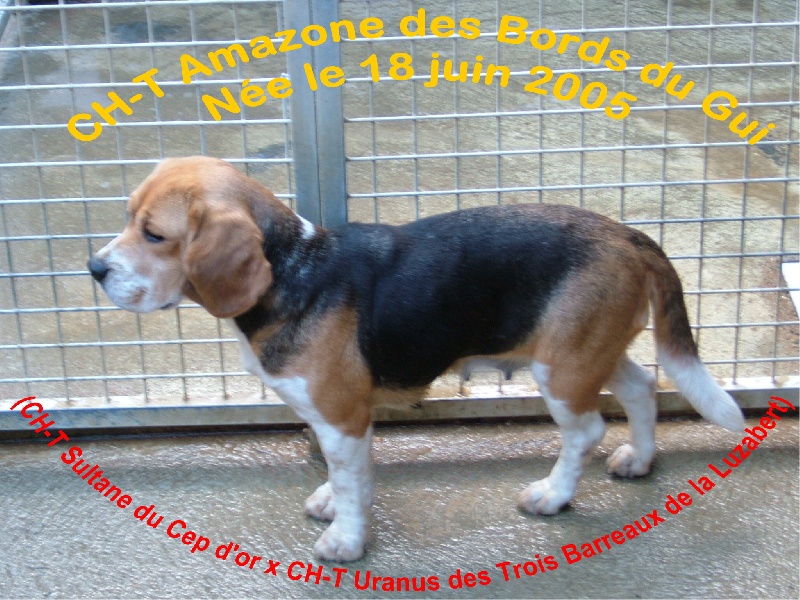 CH. Amazone Des bords du gui