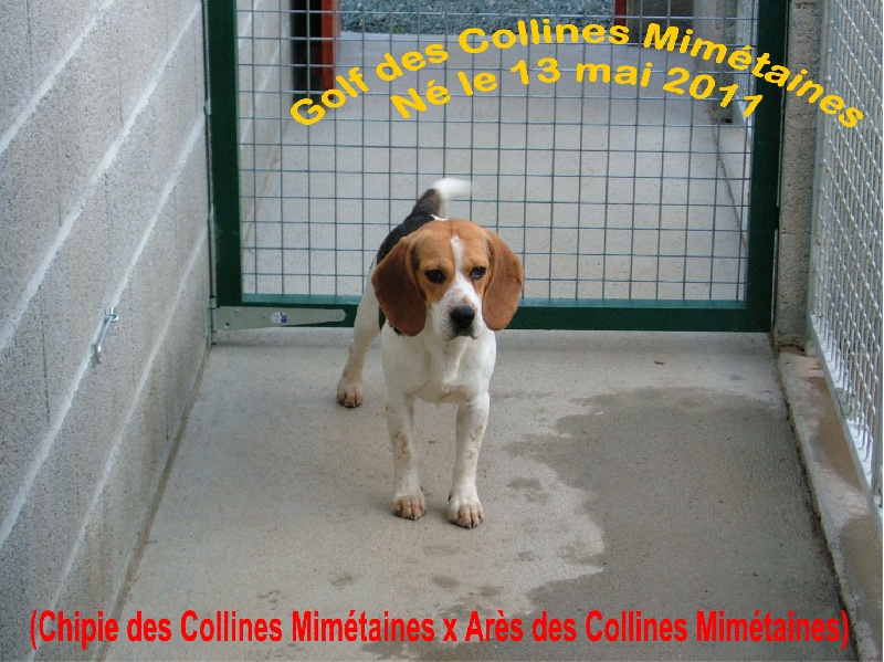 Golf des collines mimetaines