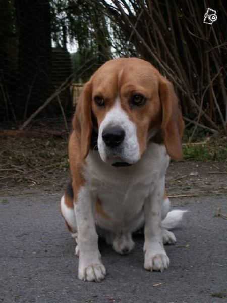Chiens