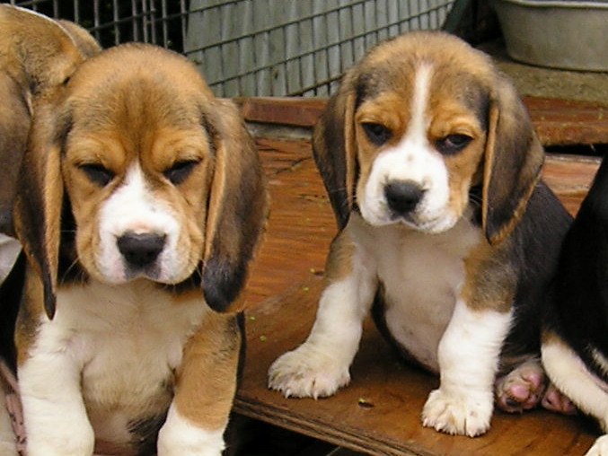 Chiots